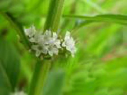  Mentha Haplocalyx Extract  